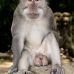 monkey_macaque_balinese_mf_ubud_v_0520_bal0522.jpg
